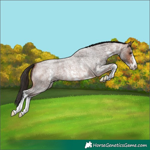 Horse Color:Bay Roan Sabino 