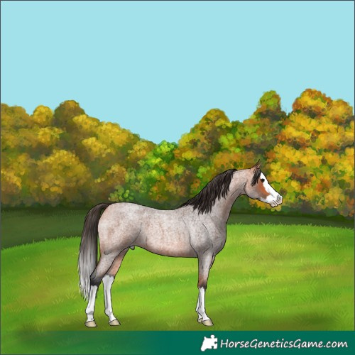 Horse Color:Bay Roan Splash 
