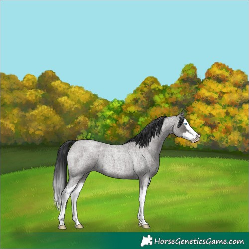 Horse Color:Grullo Roan Splash 