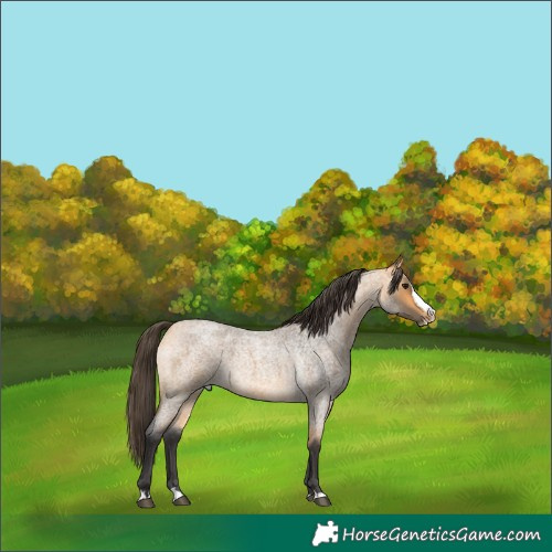Horse Color:Buckskin Roan Splash Rabicano 