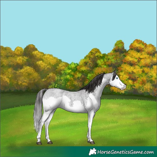 Horse Color:Smoky Blue Roan Splash 