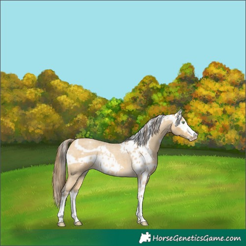 Horse Color:Amber Cream Champagne Roan Splash Frame Skewed Appaloosa 