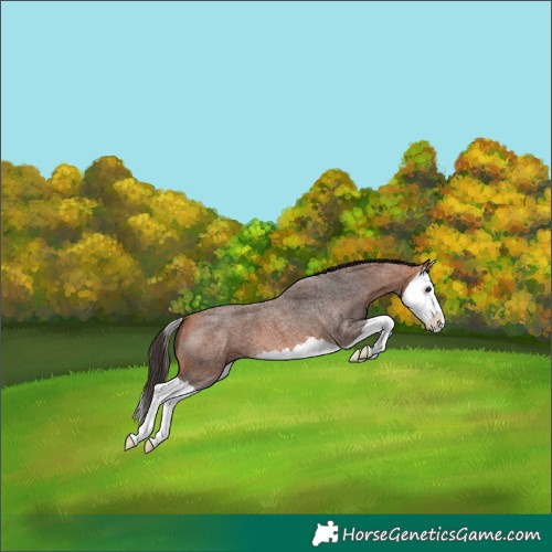 Horse Color:Bay Roan Splash 