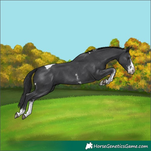 Horse Color:Black Sabino Tobiano 