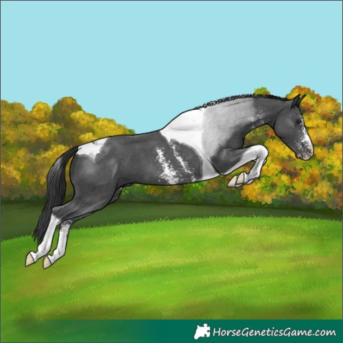 Horse Color:Black Sabino Tobiano