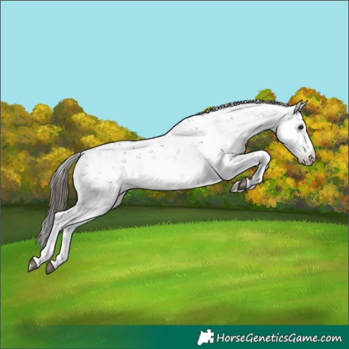 Horse Color:Bay Sabino 