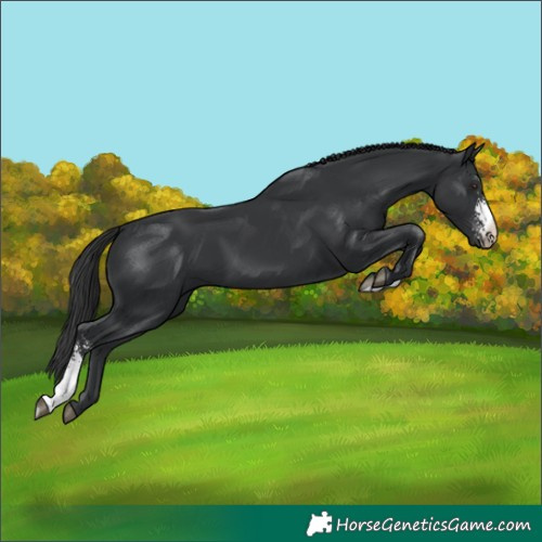 Horse Color:Black Sabino