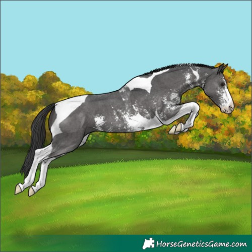 Horse Color:Black Sabino Tobiano