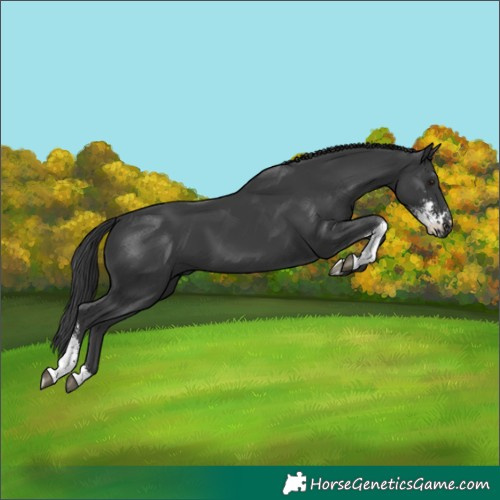 Horse Color:Black Sabino