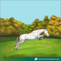 Horse Color:Red Dun Appaloosa 
