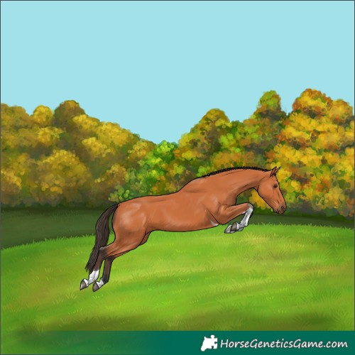 Horse Color:Bay Tobiano