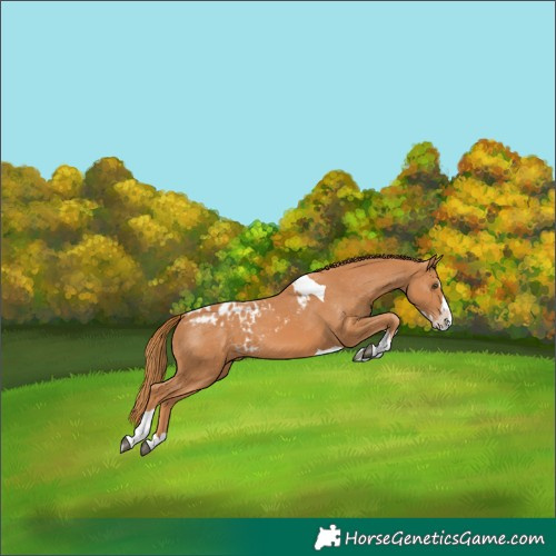 Horse Color:Chestnut Splash Tobiano Skewed Appaloosa
