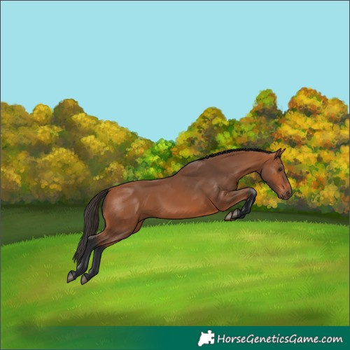Horse Color:Bay 