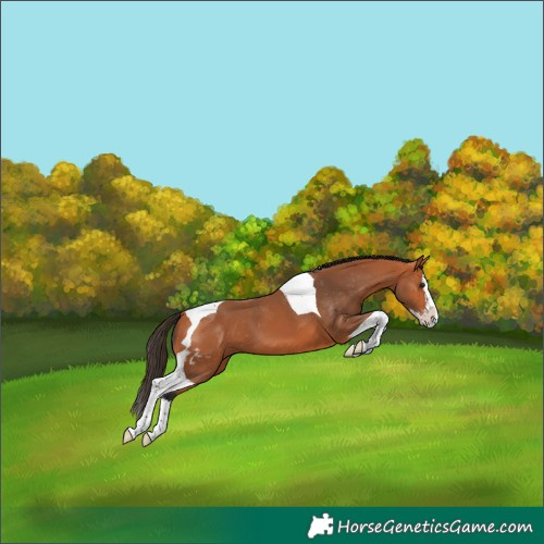Horse Color:Bay Splash Tobiano Skewed Appaloosa 