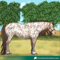 Horse Color:Amber Champagne Appaloosa and Amber Champagne Appaloosa
