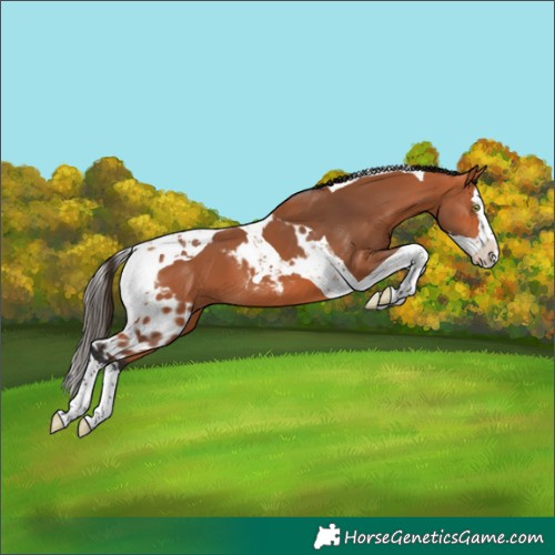 Horse Color:Bay Splash Tobiano Skewed Appaloosa