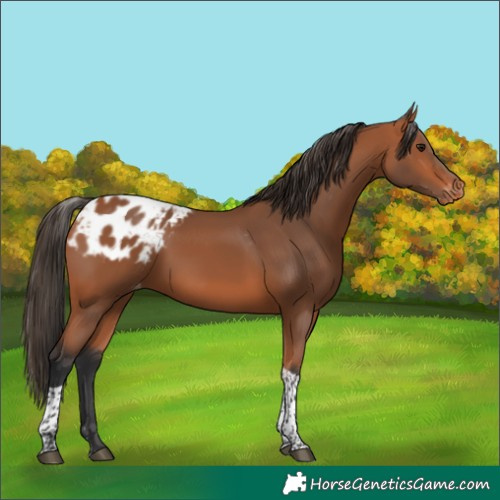 Horse Color:Bay Tobiano Skewed Appaloosa