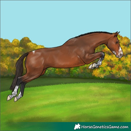 Horse Color:Bay Splash Tobiano