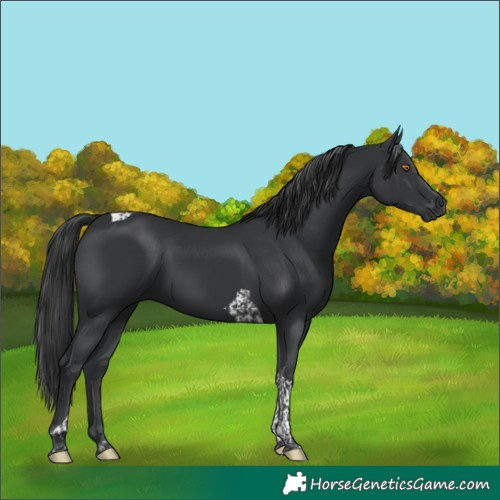 Horse Color:Black Tobiano