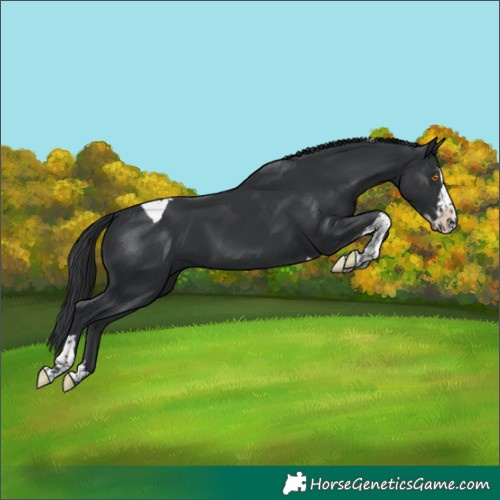 Horse Color:Black Splash Tobiano 