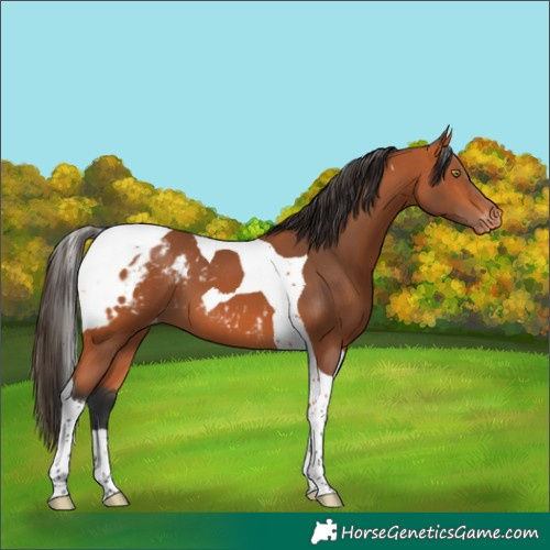 Horse Color:Bay Tobiano Skewed Appaloosa