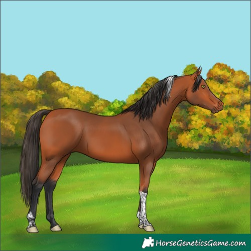 Horse Color:Bay Tobiano