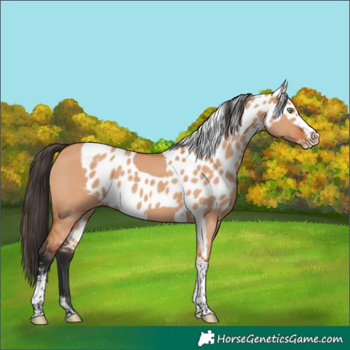 Horse Color:Bay Dun Splash Tobiano Skewed Appaloosa 