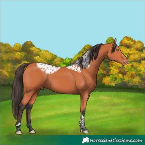 Horse Color:Bay Tobiano Skewed Appaloosa