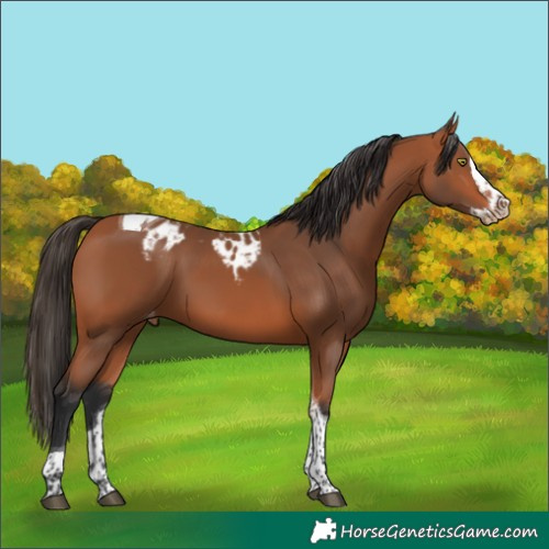 Horse Color:Bay Splash Tobiano Skewed Appaloosa