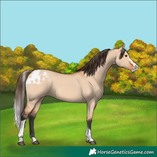 Horse Color:Bay Dun Splash Tobiano Skewed Appaloosa 