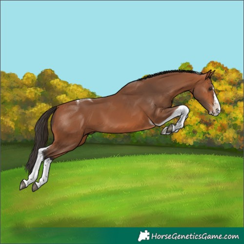 Horse Color:Bay Splash Tobiano 