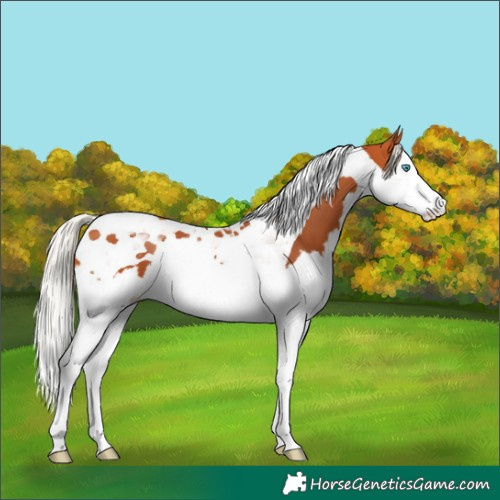 Horse Color:Silver Bay Splash Tobiano