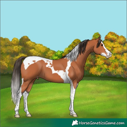 Horse Color:Bay Splash Tobiano Skewed Appaloosa 