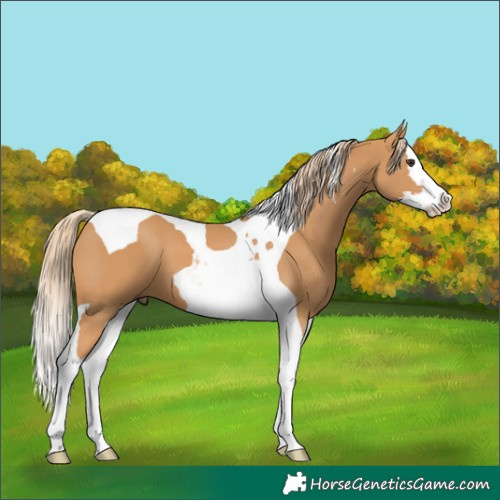 Horse Color:Chestnut Splash Tobiano 