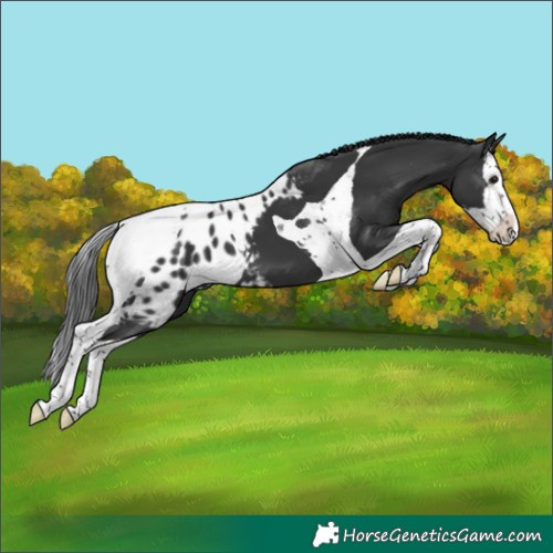 Horse Color:Black Splash Tobiano Skewed Appaloosa 
