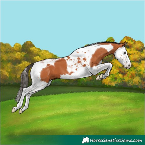 Horse Color:Bay Splash Tobiano