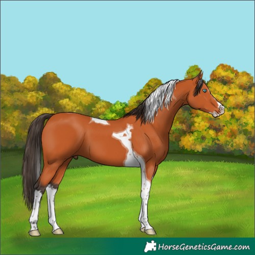 Horse Color:Bay Splash Tobiano