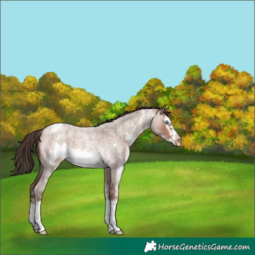 Horse Color:White Spotted Sable Champagne Roan Splash Frame Appaloosa