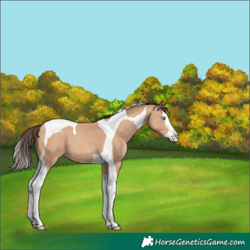 Horse Color:Amber Champagne Splash Tobiano 