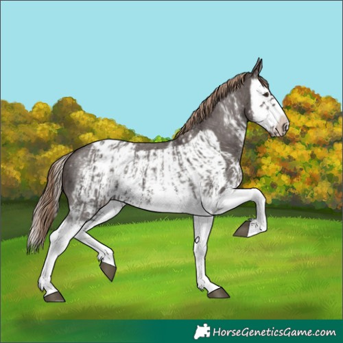Horse Color:Liver Chestnut Sabino Splash Appaloosa  and Liver Chestnut Sabino Splash Frame Appaloosa 