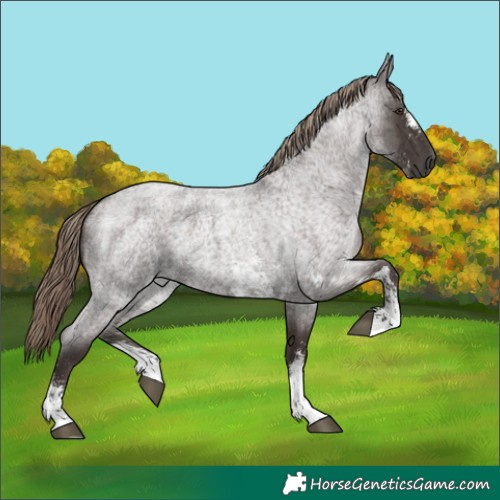 Horse Color:Liver Red Roan Sabino 