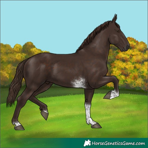 Horse Color:Liver Chestnut Tobiano 