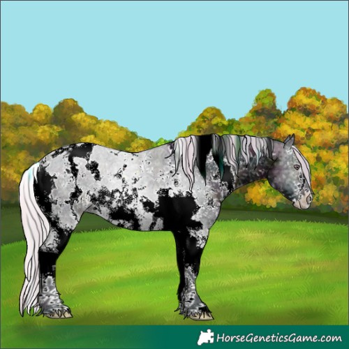 Horse Color:Watercolor Plaid  White Spotted Midnight Silver Black Chinchilla Ice Sabino 