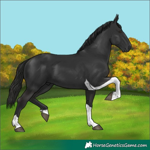 Horse Color:Liver Chestnut Tobiano 