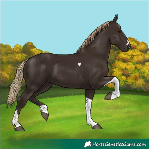 Horse Color:Liver Chestnut Tobiano