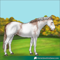 Horse Color:White Spotted Chestnut Sabino 