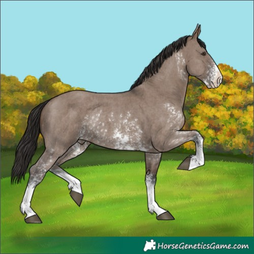 Horse Color:Liver Red Dun Sabino Rabicano 