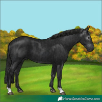 Horse Color:Black and Gray Black
