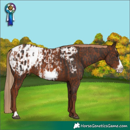 Horse Color:Chestnut Frame Appaloosa  and Liver Chestnut Frame Appaloosa 