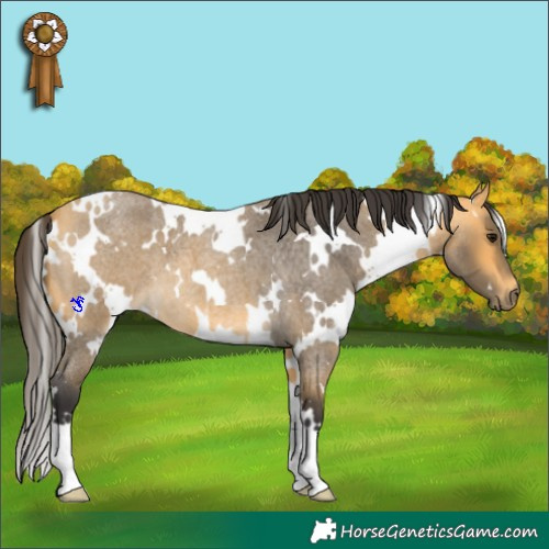 Horse Color:White Spotted Buckskin Roan 